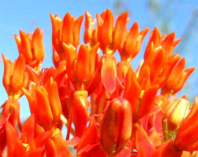 Butterfly Weed or Orange Milkweed, ASCLEPIAS TUBEROSA, flowers