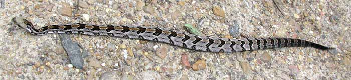 Timber Rattlesnake, CROTALUS HORRIDUS