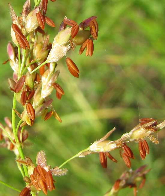 Johnson Grass, SORGHUM HALEPENSE, flowers