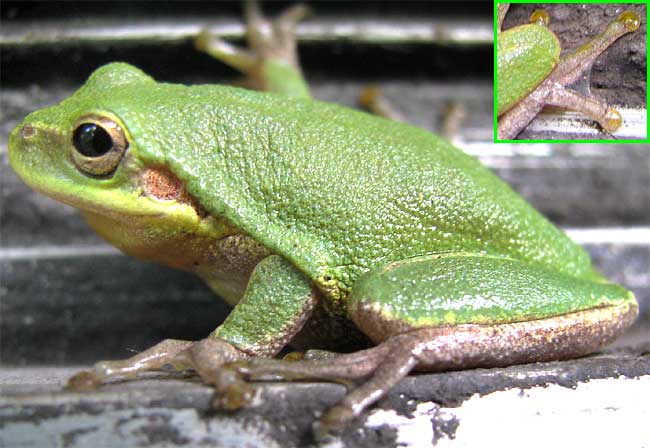 Squirrel Treefrog, HYLA SQUIRELLA