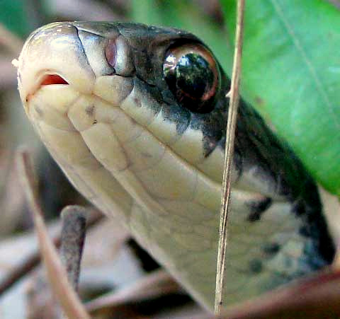 Southern Black Racer, COLUBER CONSTRICTOR ssp. PRIAPUS