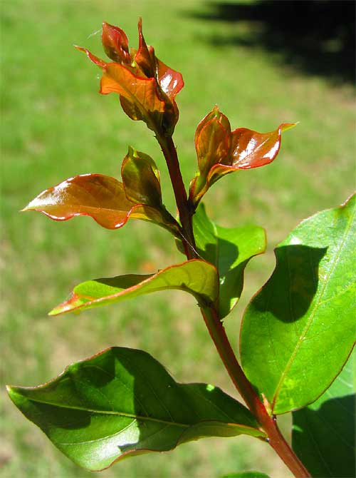 Crape Myrtle, Lagerstroemia indica, reddish sprouts