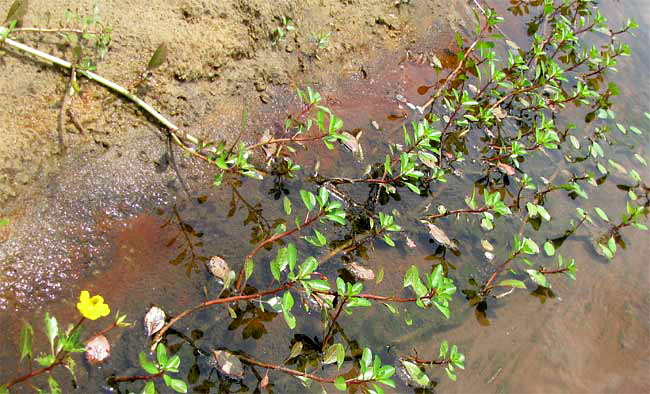 Floating Primrose Willow, LUDWIGIA PEPLOIDES