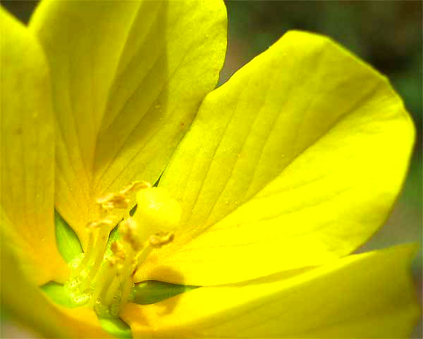 Floating Primrose Willow, LUDWIGIA PEPLOIDES, flower