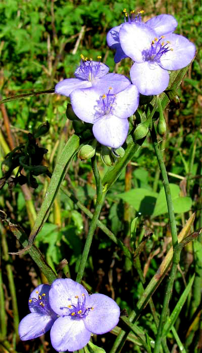 Zigzag Spiderwort, TRADESCANTIA SUBASPERA