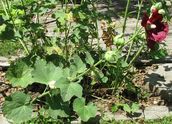 Hollyhock, ALCEA ROSEA