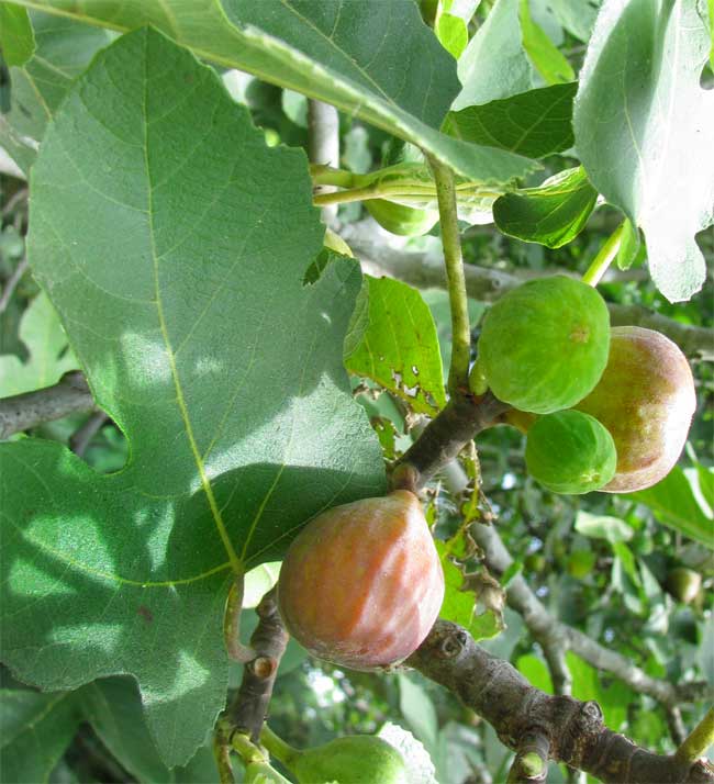 figs on tree, Ficus carica