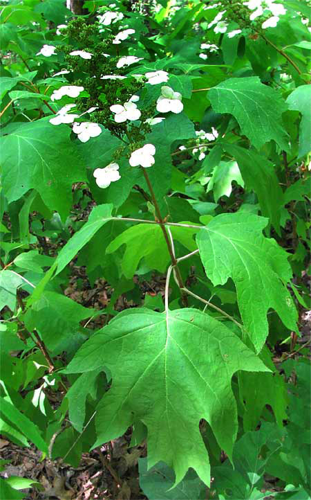 Oakleaf Hydrangea, HYDRANGEA QUERCIFOLIA