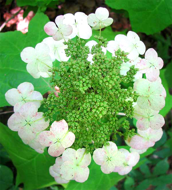 Oakleaf Hydrangea, HYDRANGEA QUERCIFOLIA, flowers