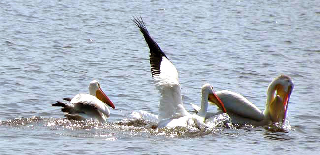 American White Pelican, Pelecanus erythrorhynchos