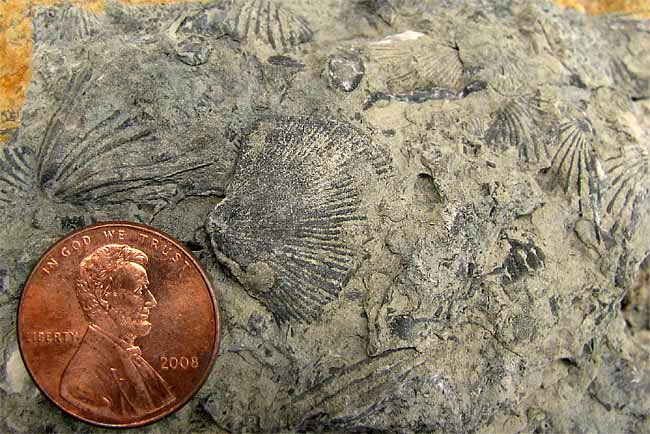 brachiopods of Ordovician Period or Mississippian Epoch of the Carboniferous Period in central Tennesse