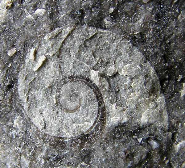 snail-like fossil, Ordovician or Mississippian, central Tennessee