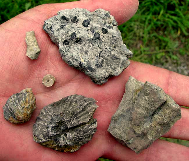 fossils from a roadcut in central Tennessee