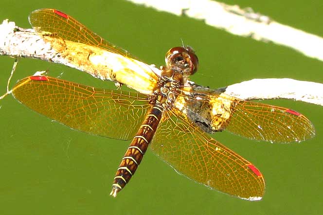 Eastern Amberwing, PERITHEMIS TENERA