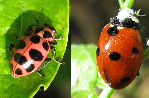 Spotted Ladybug, COLEOMEGILLA MACULATA on left,  Seven-spotted Ladybug, COCCINELLA SEPTEMPUNCTATA on right