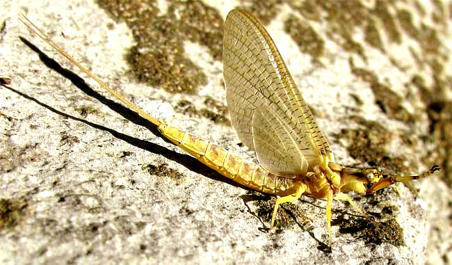 Mayfly subimago