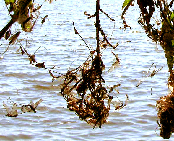 mayflies in spider webs at water's edge