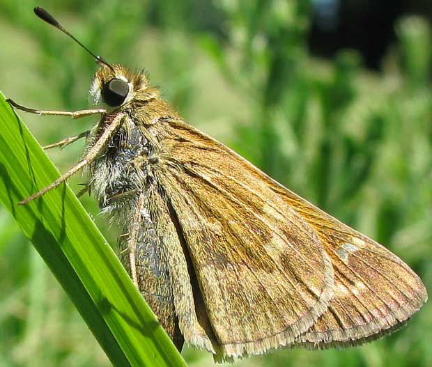 Cobweb Skipper, HESPERIA METEA