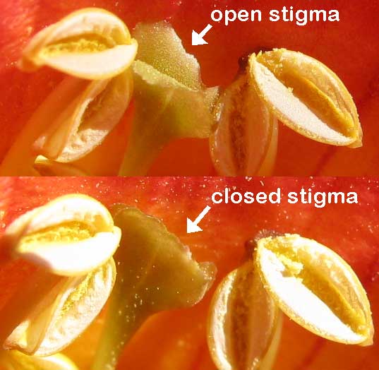 sensitive stigma lobes of Trumpet Creeper, CAMPSIS RADICANS