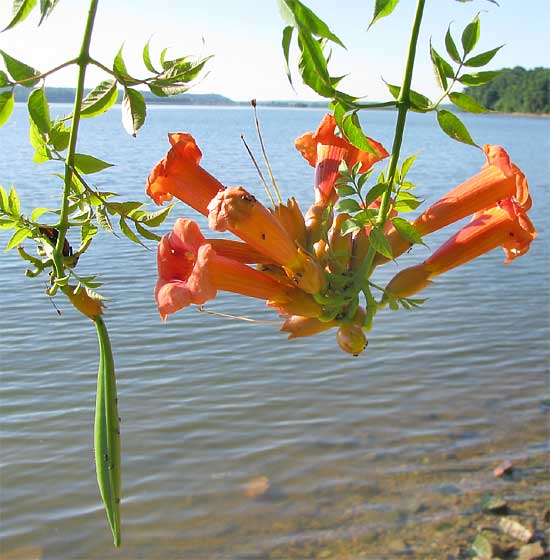 Trumpet Creeper, CAMPSIS RADICANS