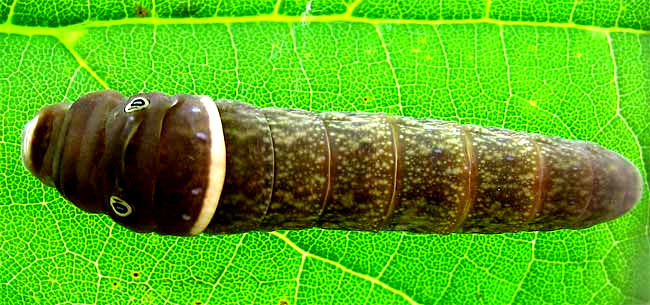 caterpillar of Tiger Swallowtail butterfly, PAPILIO GLAUCUS