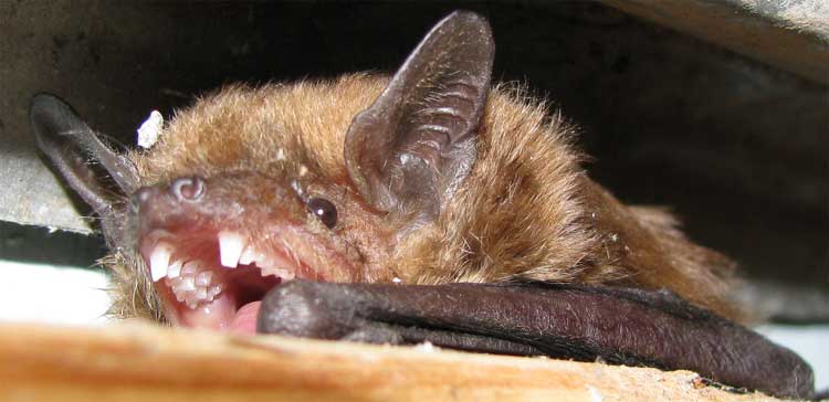 Big Brown Bat, EPTESICUS FUSCUS