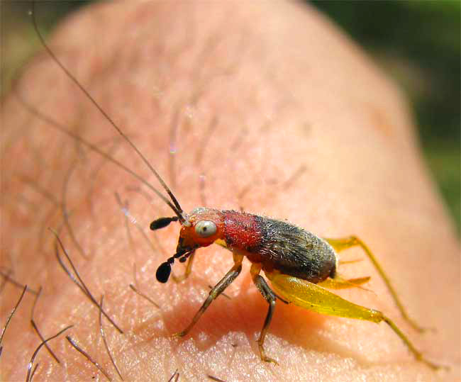 Red-headed Bush Cricket, PHYLLOPALPUS PULCHELLUS