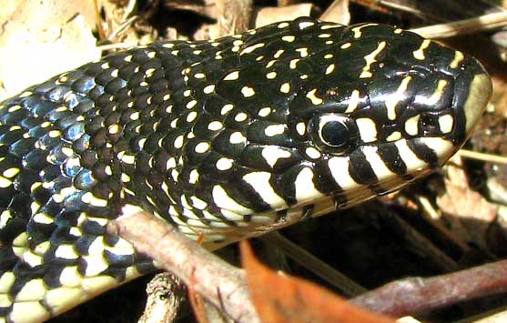 Speckled Kingsnake, LAMPROPELTIS GETULUS ssp. HOLBROOKI