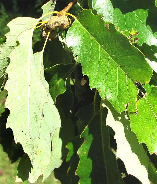 Chinkapin Oak, QUERCUS MUEHLENBERGII