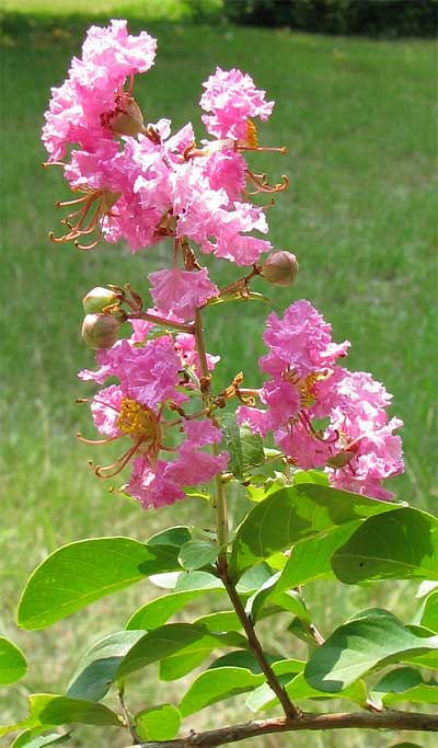 Crape Myrtle, Lagerstroemia indica, flowers