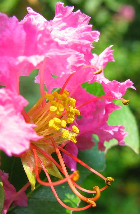 Crape Myrtle, Lagerstroemia indica, flower