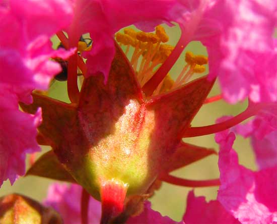 Crape Myrtle, Lagerstroemia indica, flower from behind
