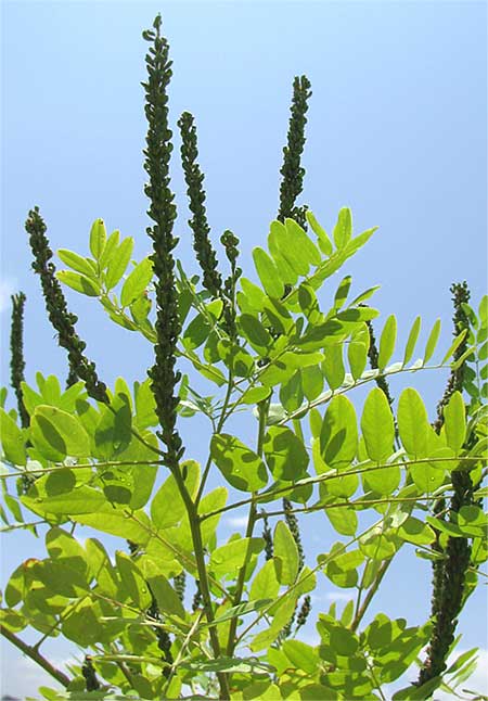 False Indigo, AMORPHA FRUTICOSA