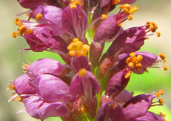 False Indigo, AMORPHA FRUTICOSA