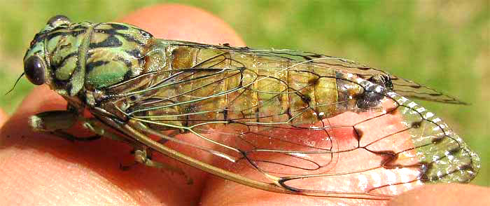 Hieroglyphic Cicada, NEOCICADA HIEROGLYPHICA