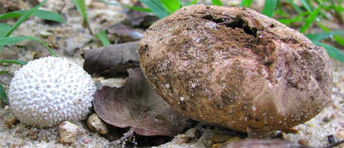 White Lycoperdon, LYCOPERDON CANDIDUM