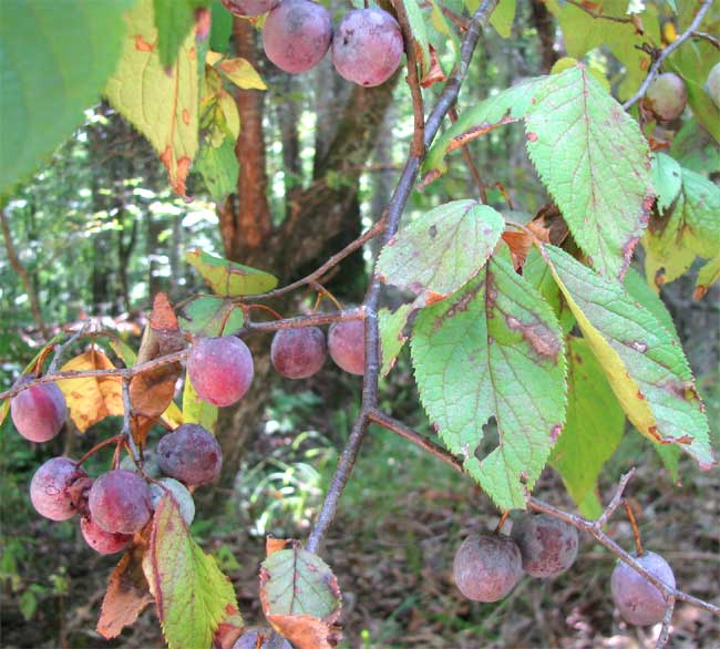 Mexican Plums, PRUNUS MEXICANA