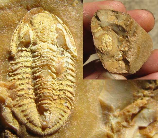 Trilobite, cf. Ceraurus