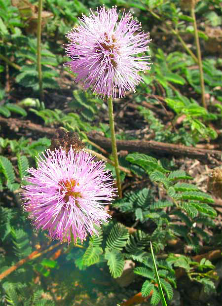 Sensitive Briar, MIMOSA