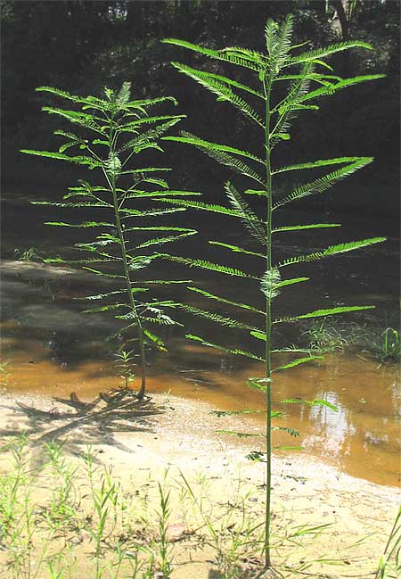 Sesbania, SESBANIA HERBACEA, plants