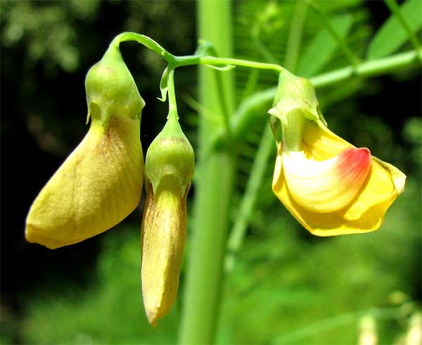 Sesbania, SESBANIA HERBACEA, flowers