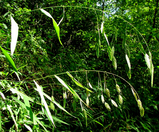 Indian Wood Oats, CHASMANTHIUM LATIFOLIUM