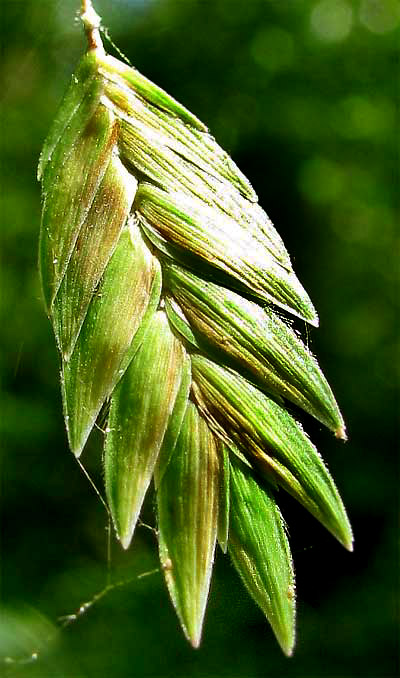 Indian Wood Oats, CHASMANTHIUM LATIFOLIUM, spiklet