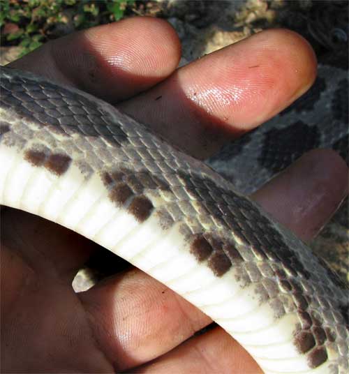 Yellow-red Ratsnake, Pseudelaphe flavirufa, bottom