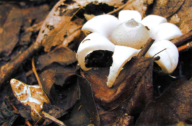 Yucatan earthstar, GEASTRUM SACCATUM