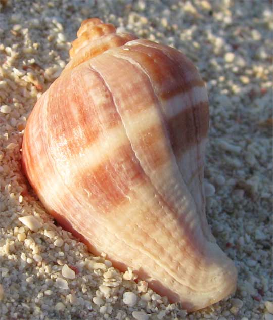 Identify Seashells Pictures 16