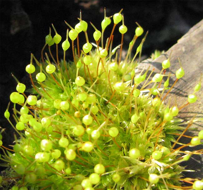 Common Bladder Moss, PHYSCOMITRIUM PYRIFORME