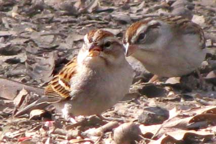 Chipping Sparrows, SPIZELLA PASSERINA