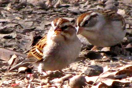 Chipping Sparrows, SPIZELLA PASSERINA