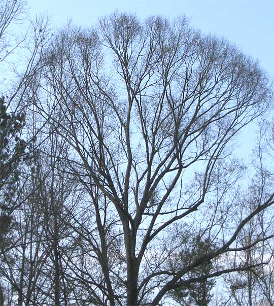 american elm tree identification. That#39;s an American Elm,